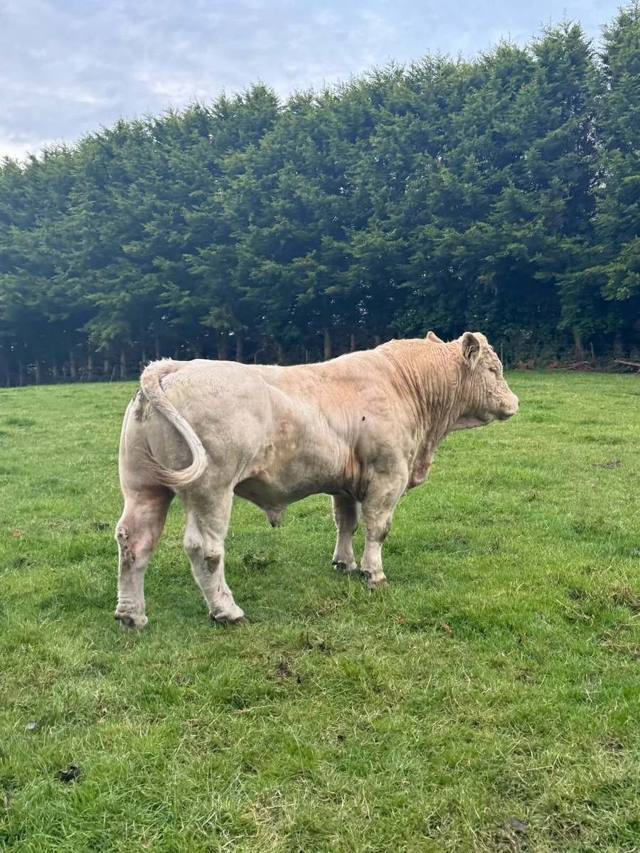 Charolais Bull - Image 3