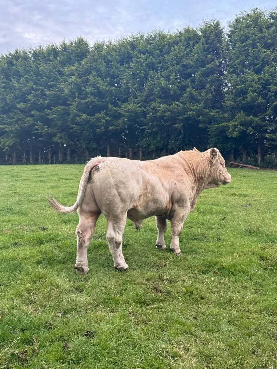 Charolais Bull - Image 4