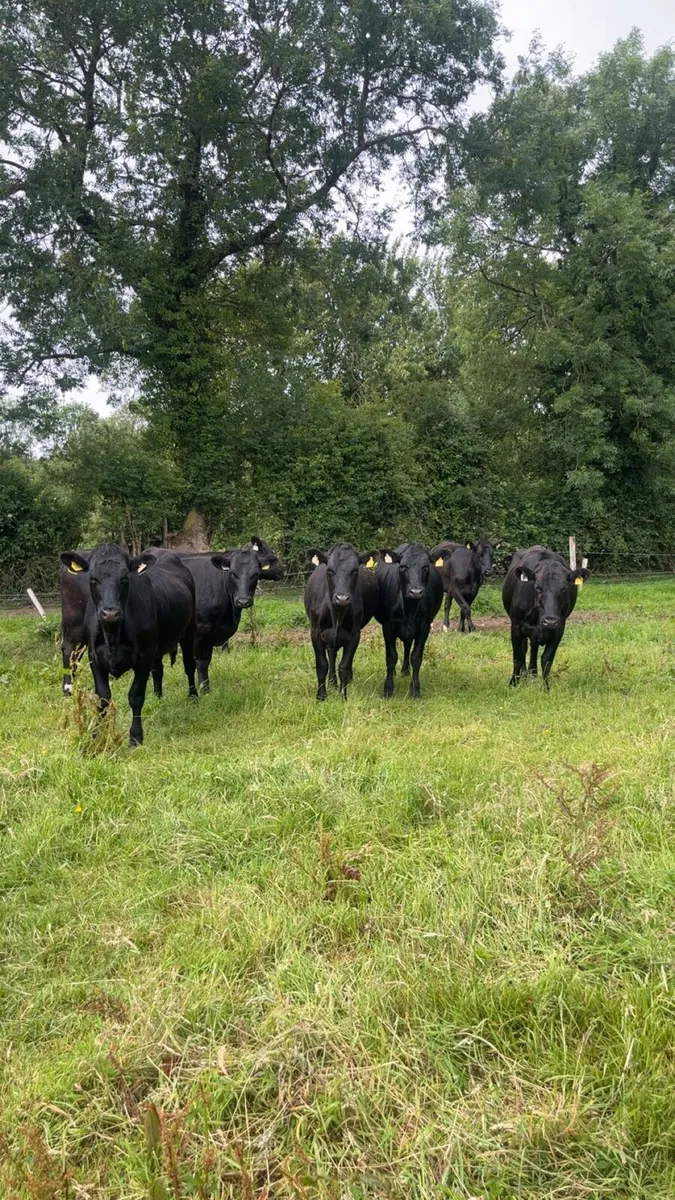 20 Angus heifers - Image 1