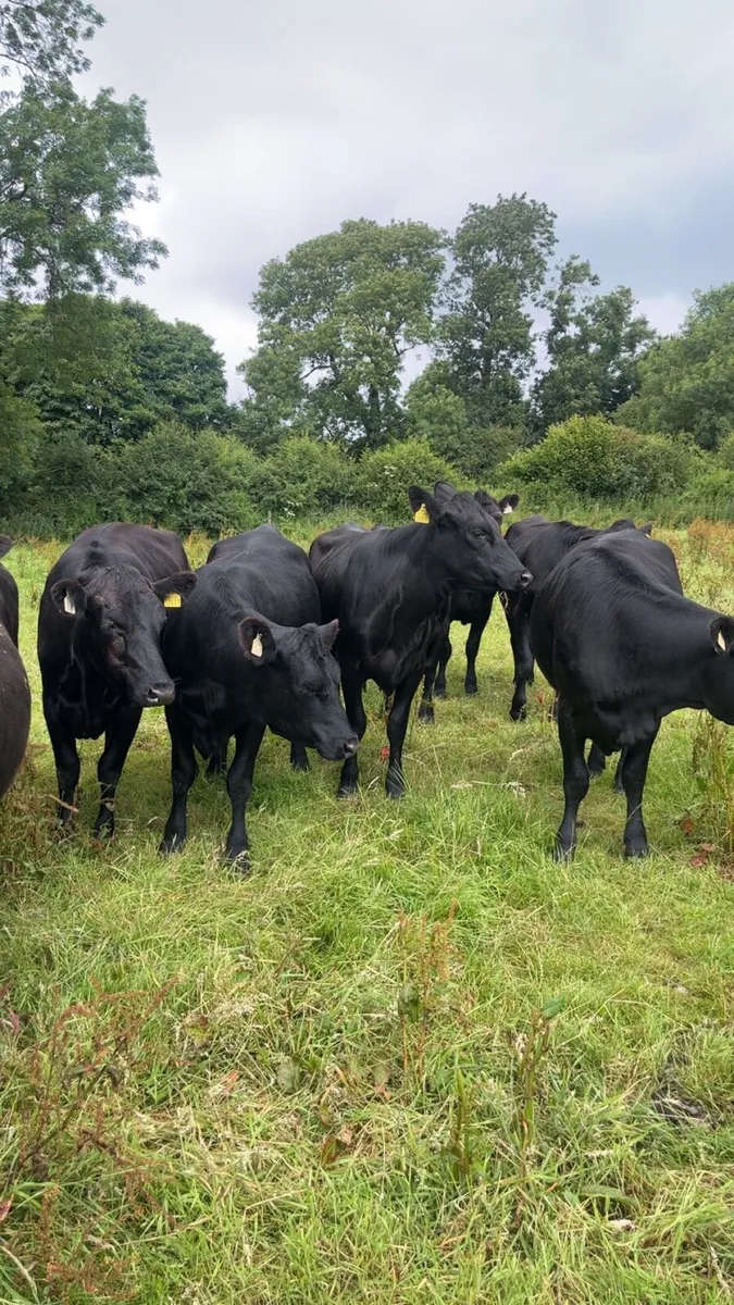 20 Angus heifers - Image 3