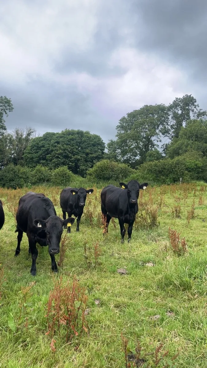 20 Angus heifers - Image 4