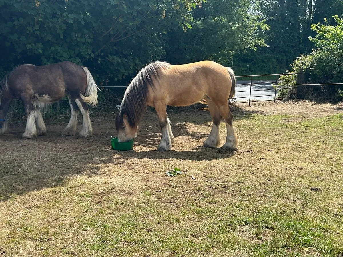 2 year old filly standing at 15hh at the minute - Image 1