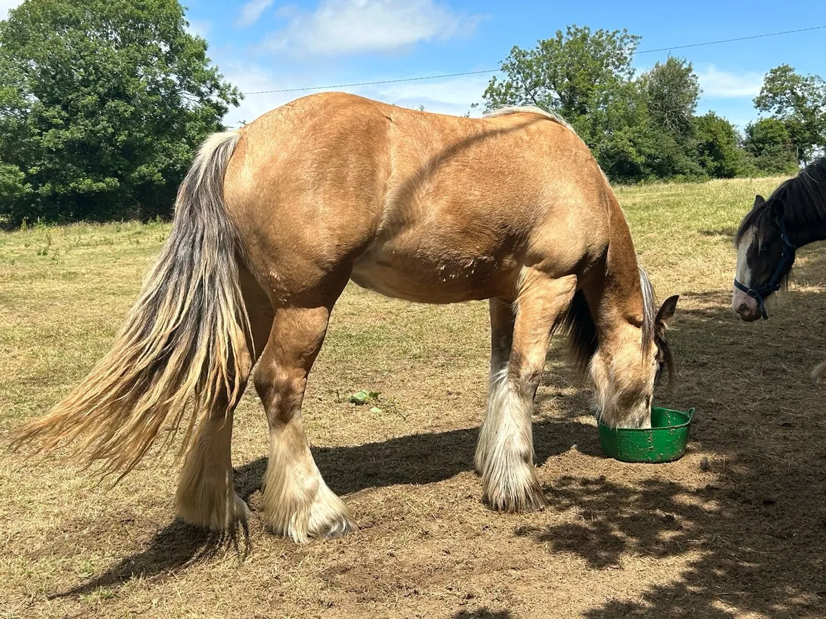 2 year old filly standing at 15hh at the minute - Image 2