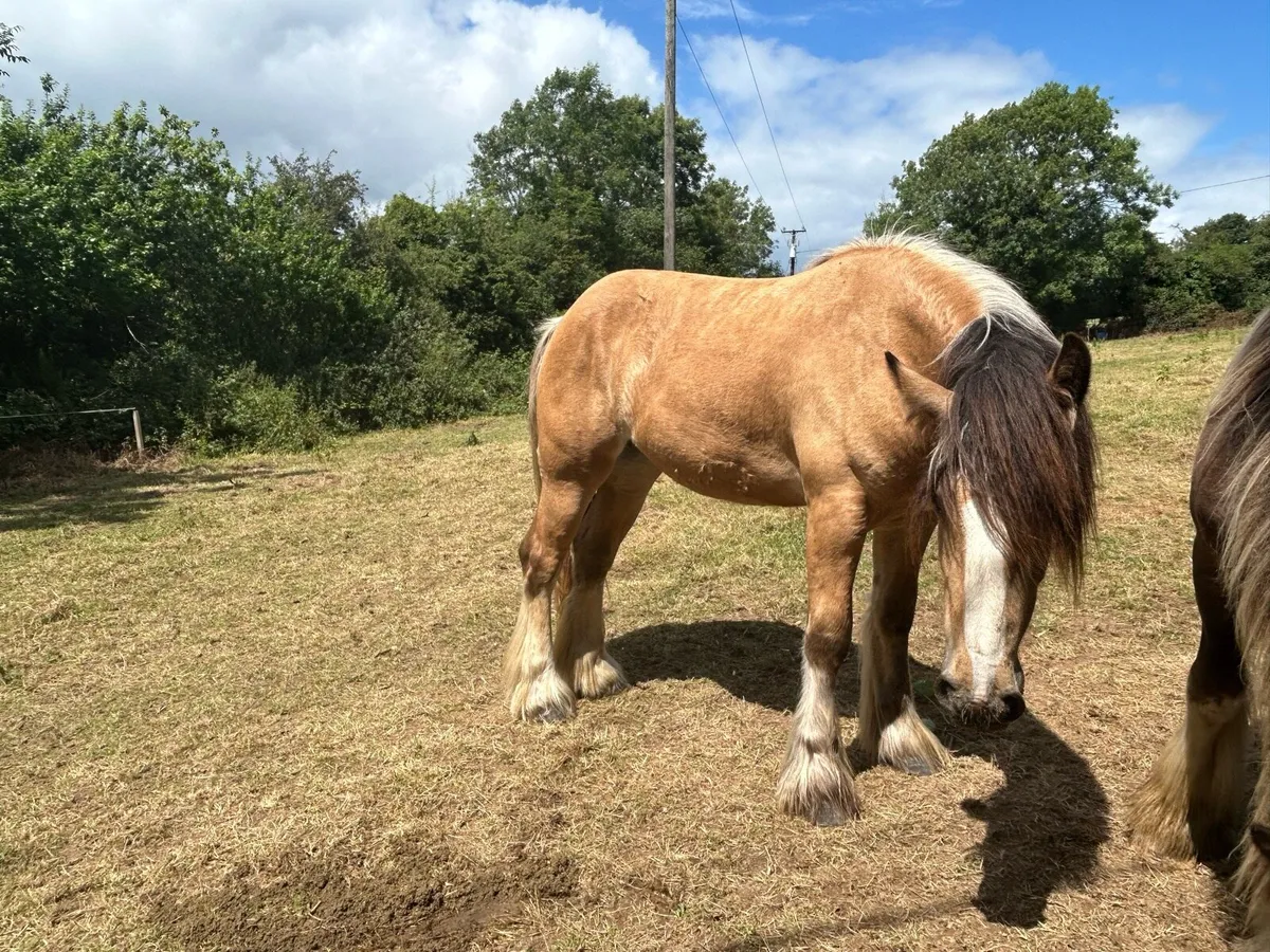 2 year old filly standing at 15hh at the minute - Image 3