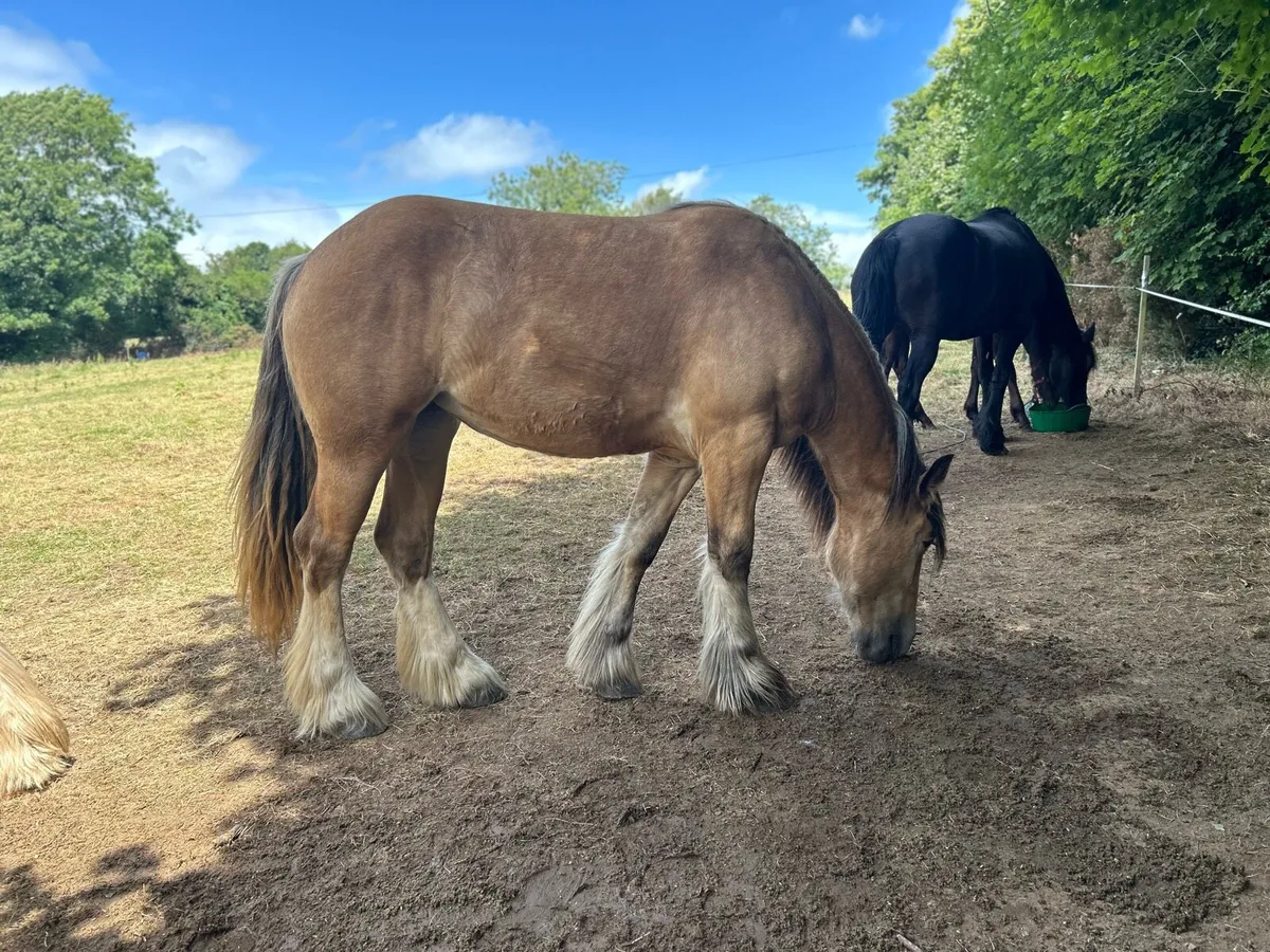 2 year old filly standing at 15hh at the minute - Image 4