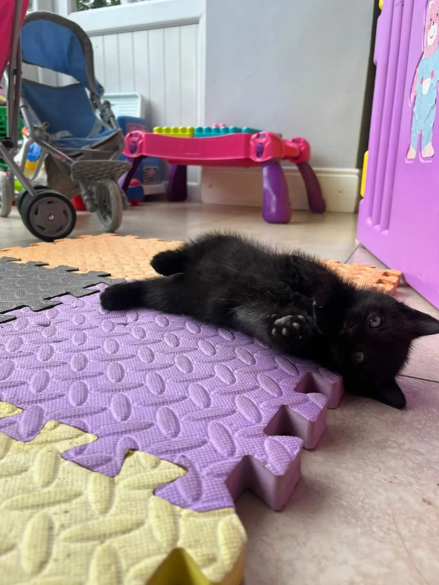 Kittens British Blue x babies - Image 2