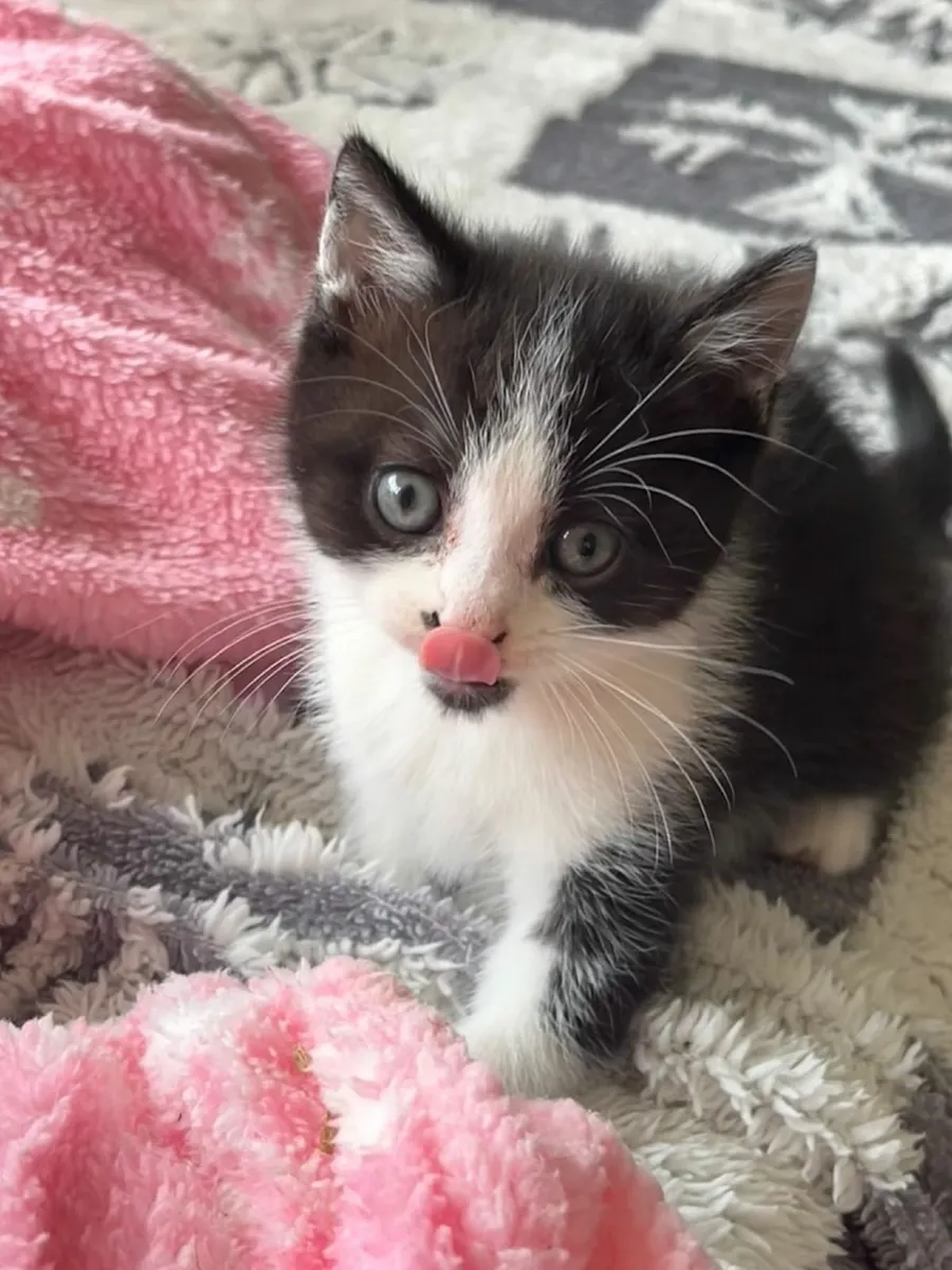 Kittens British Blue x babies - Image 3