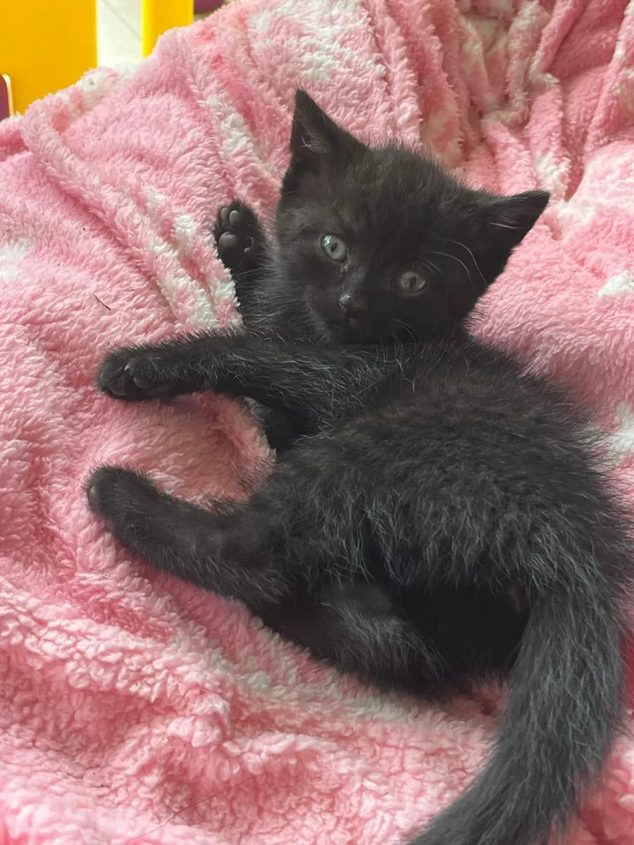 Kittens British Blue x babies - Image 4
