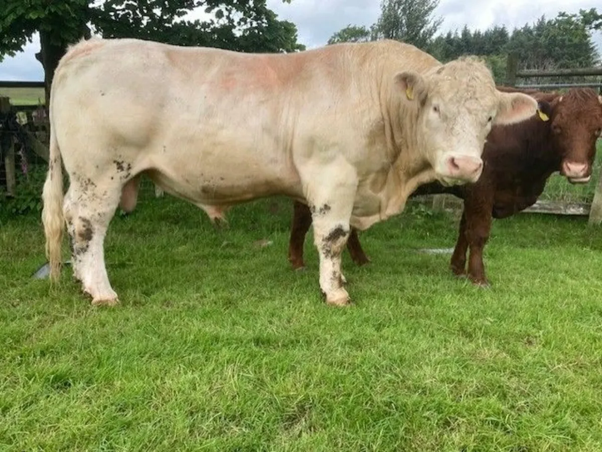 Pedigree Charollais  bull - Image 1