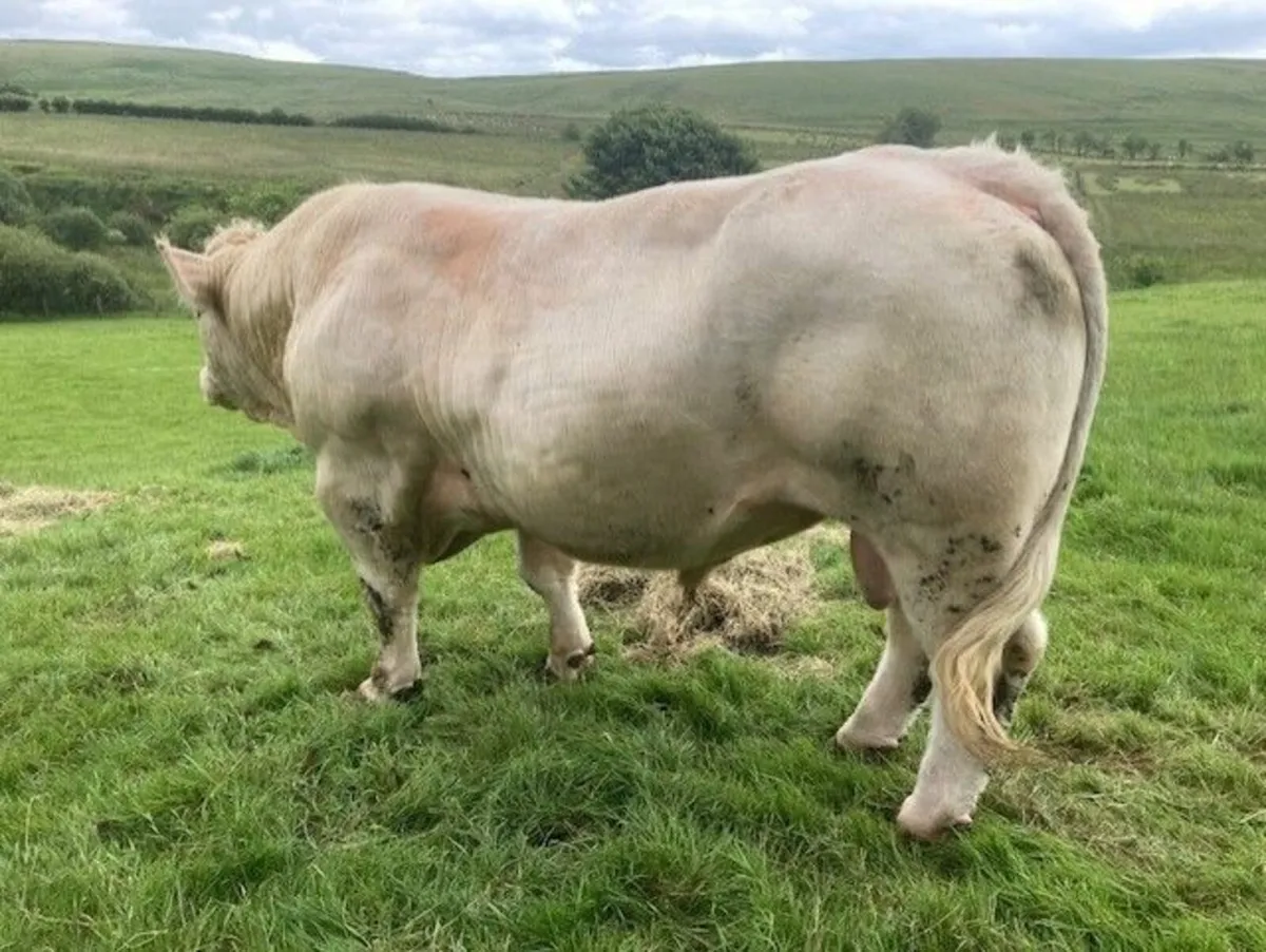 Pedigree Charollais  bull - Image 2