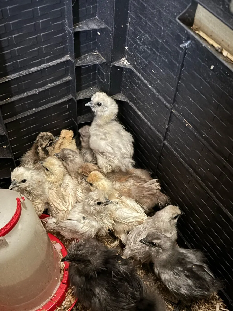 USA silkie chicks - Image 2
