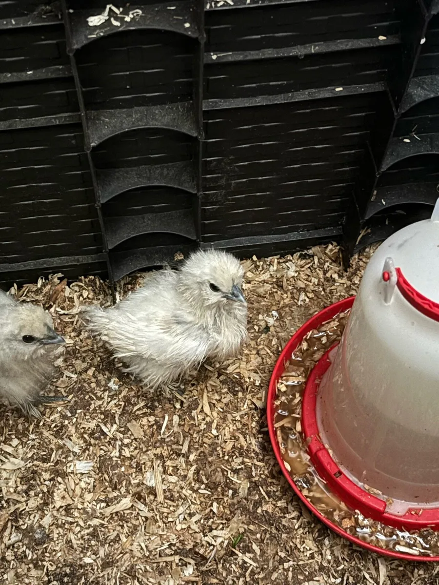 USA silkie chicks - Image 3