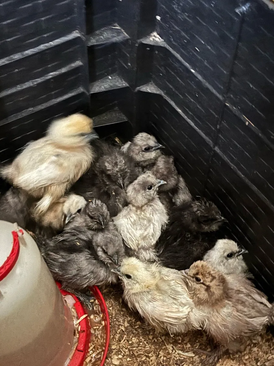 USA silkie chicks - Image 4