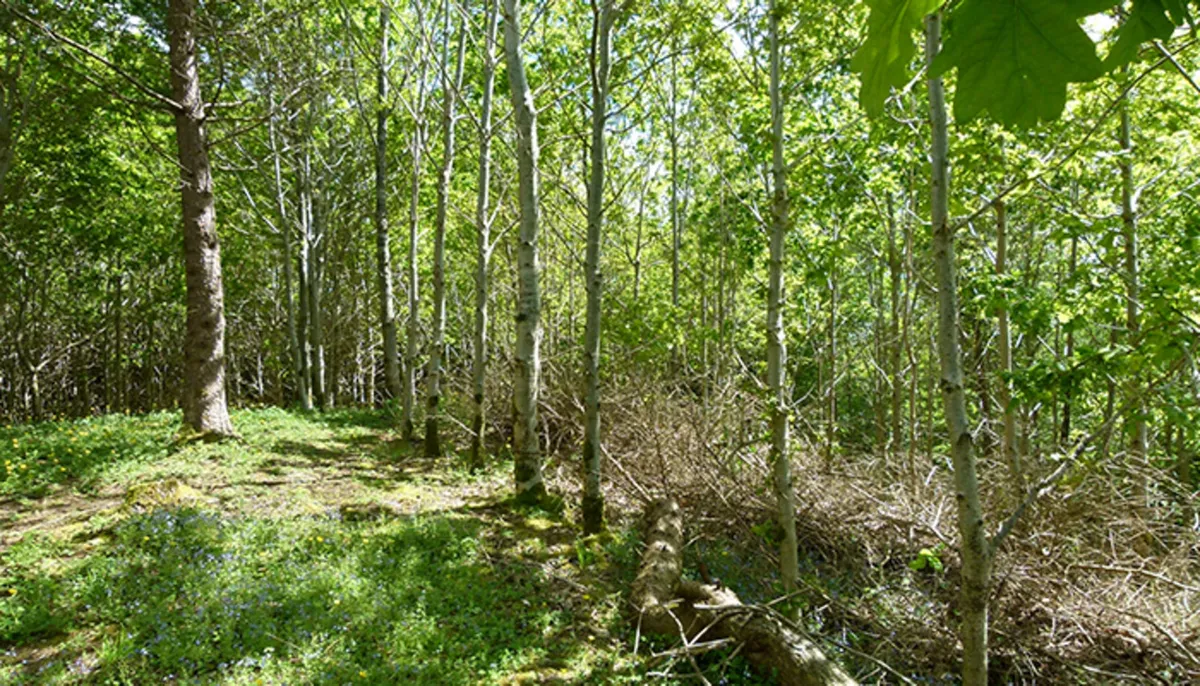 Land / Site Wanted