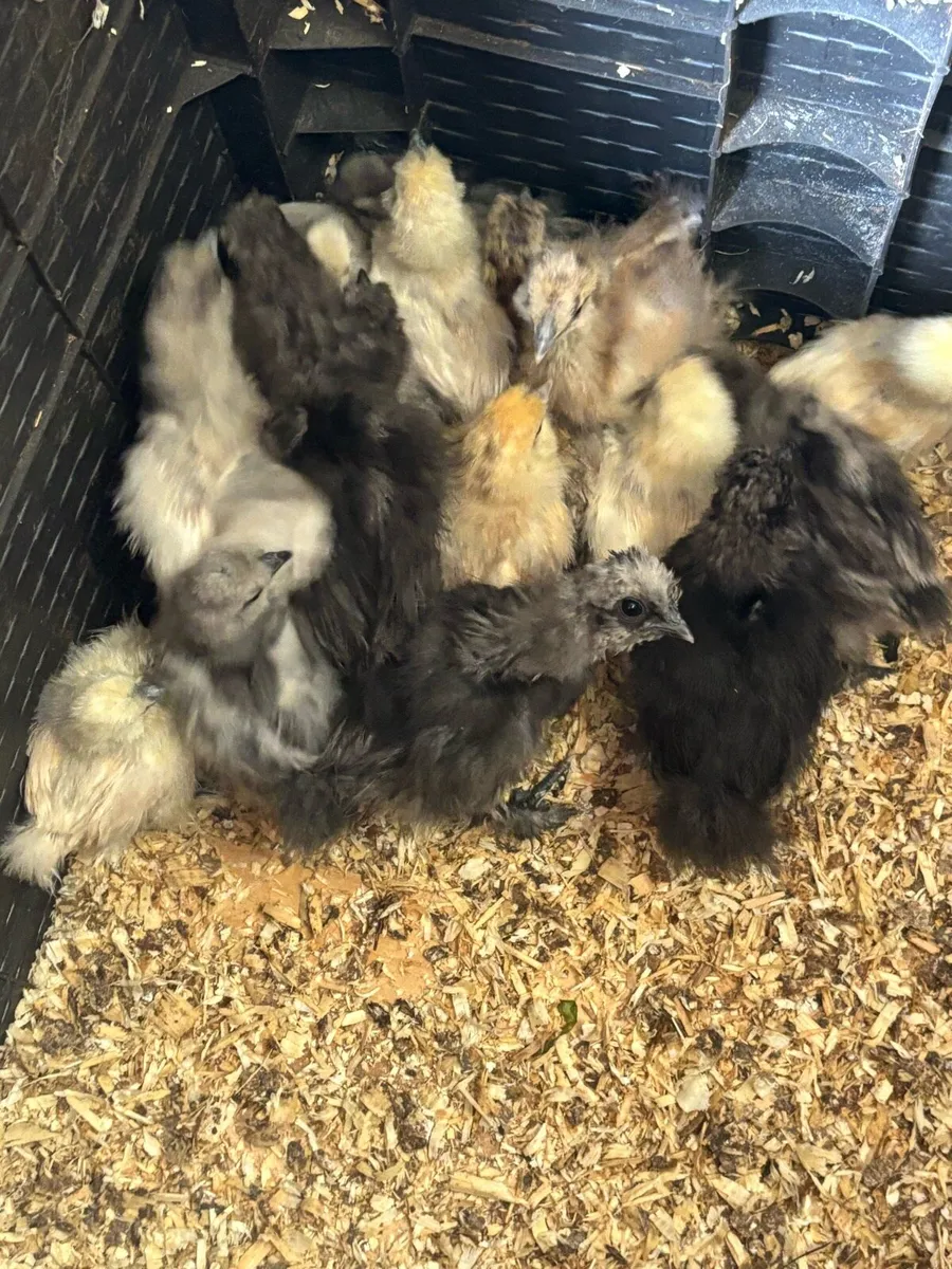 USA silkie chicks - Image 1