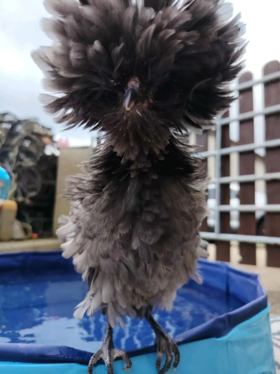 Polish Hens, hatching eggs and chicks for sale - Image 1