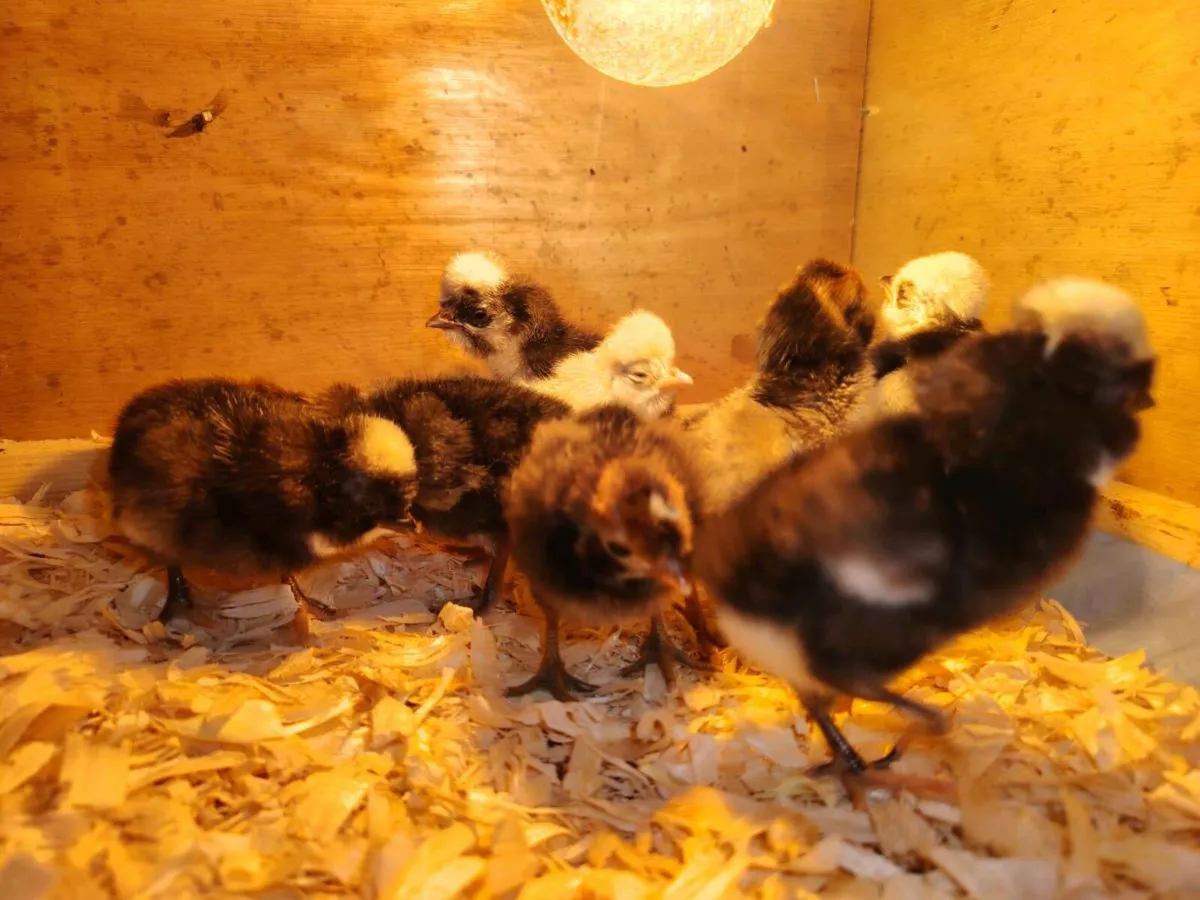 Polish Hens, hatching eggs and chicks for sale - Image 2