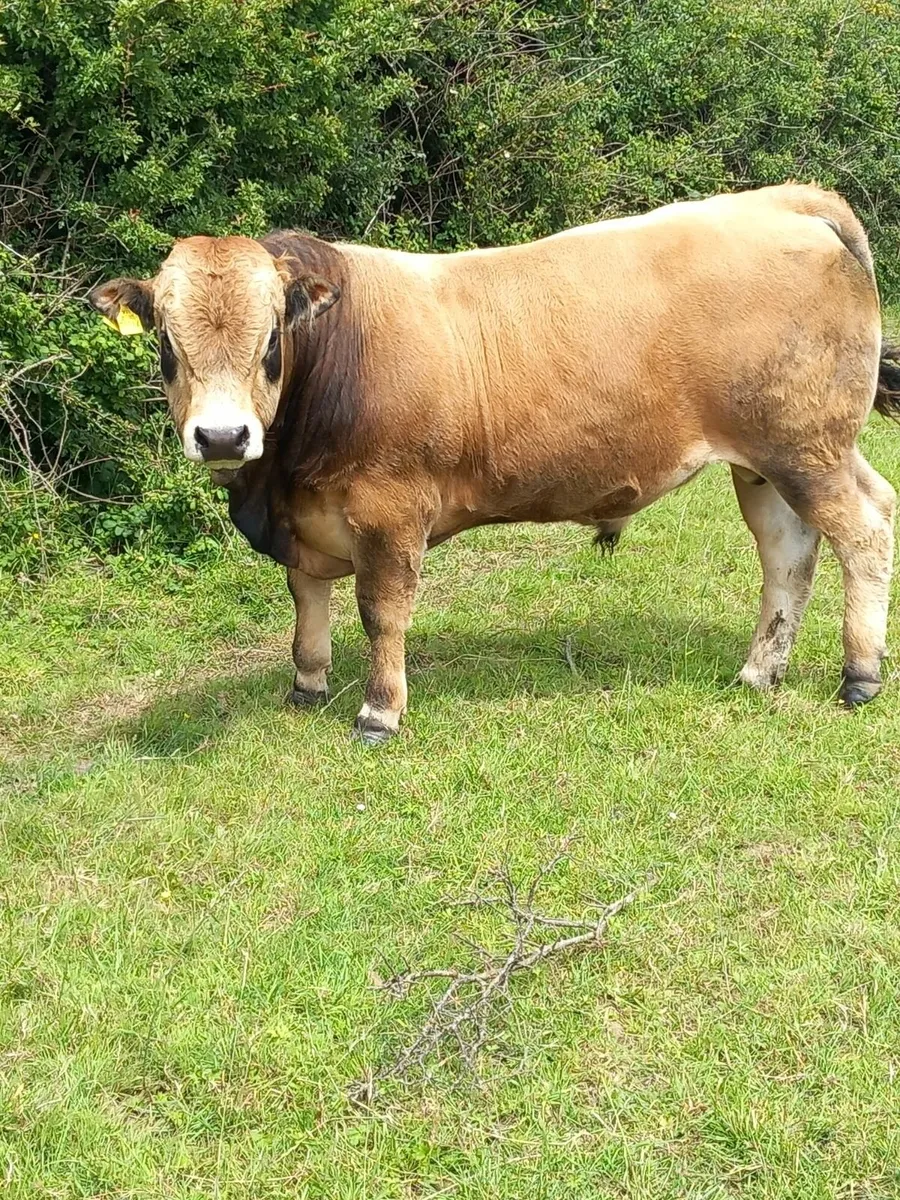 Pedigree Aubrac - Image 2