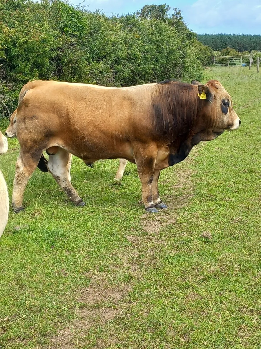 Pedigree Aubrac - Image 1