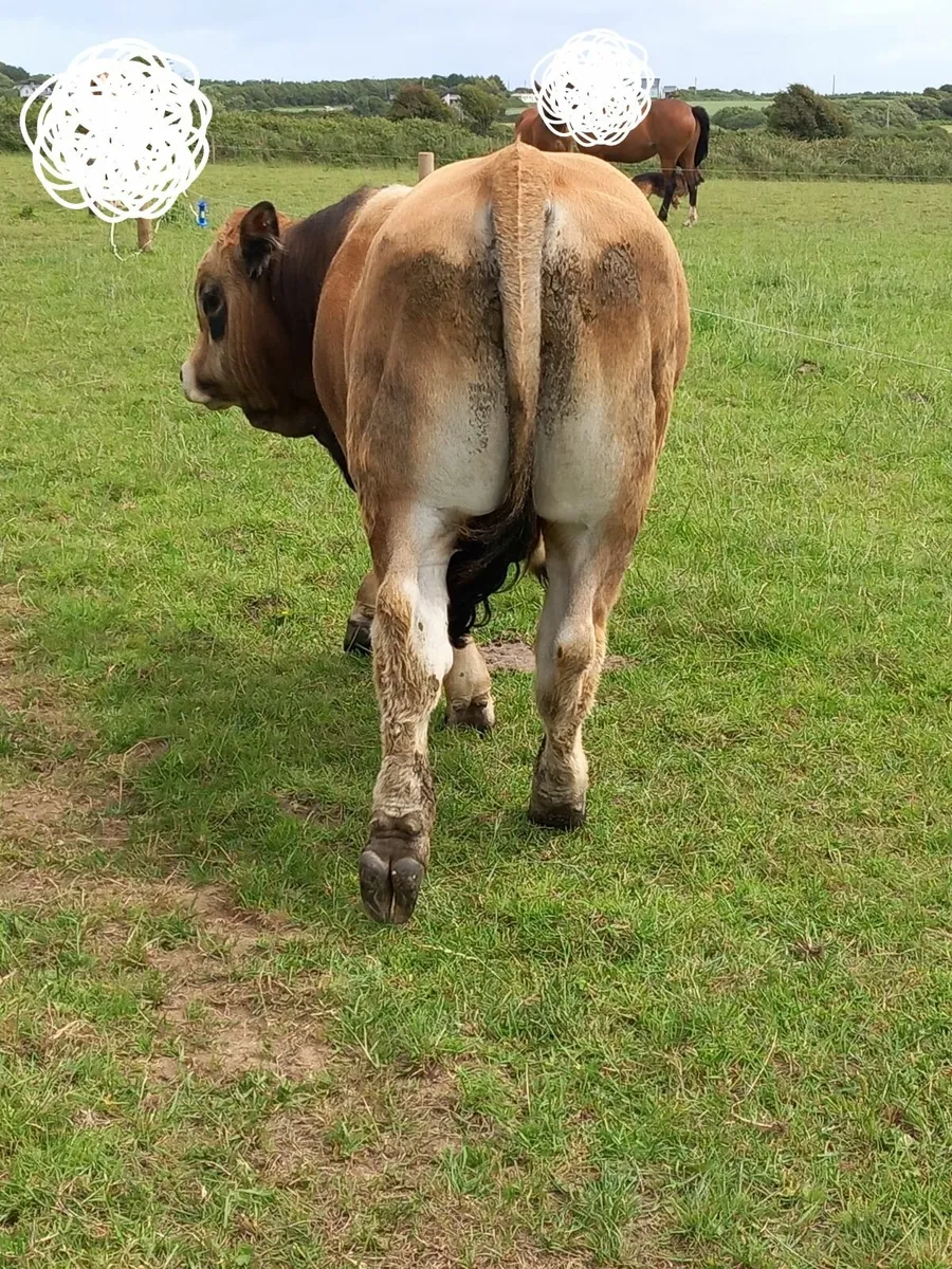 Pedigree Aubrac - Image 3