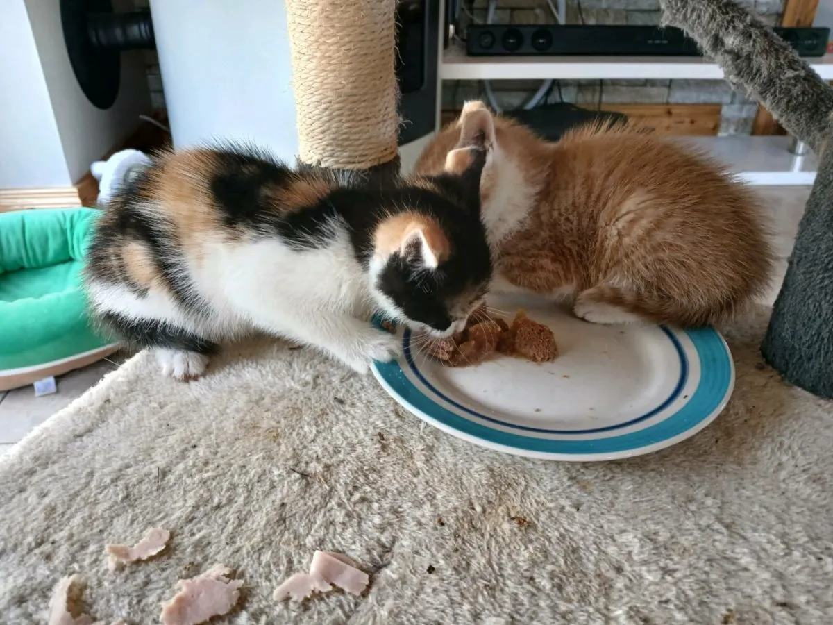 Kittens free good home - Image 1