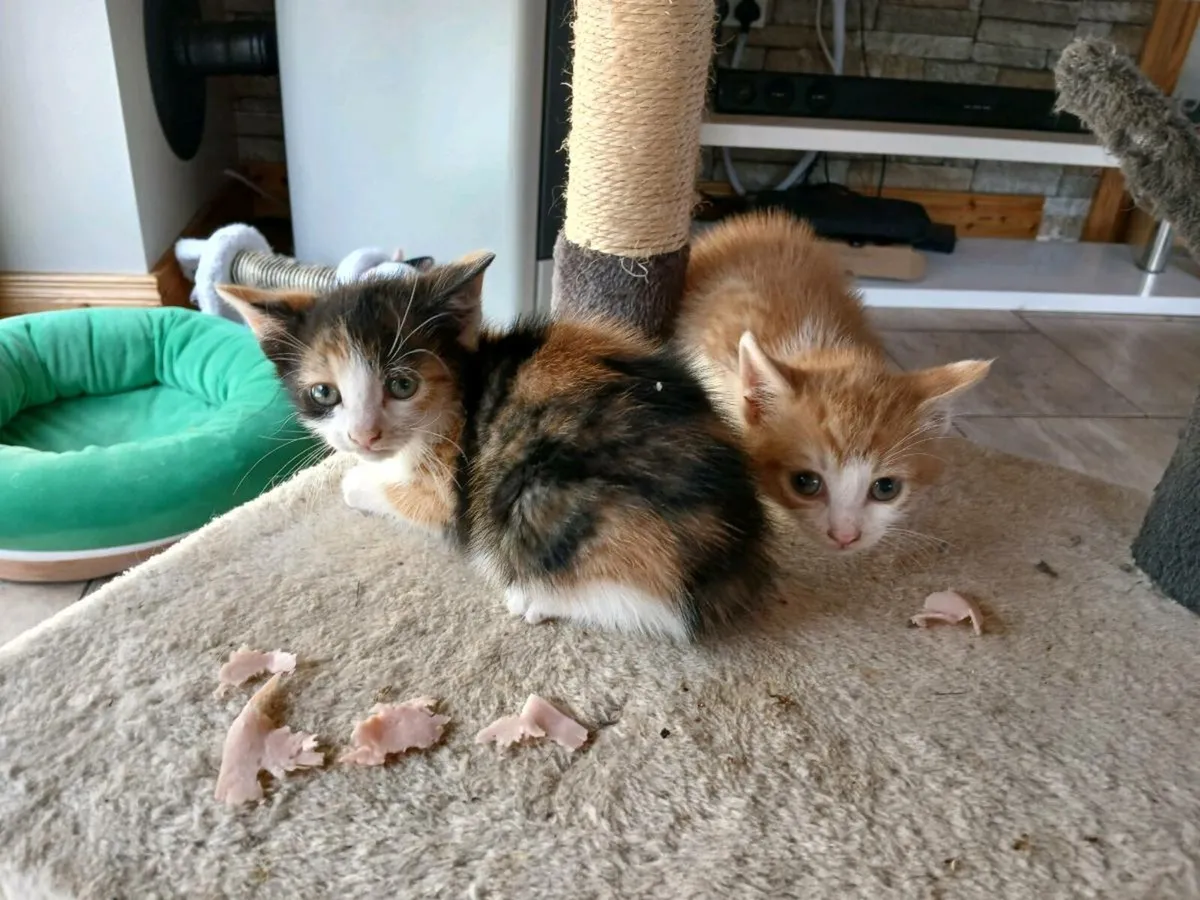 Kittens free good home - Image 2