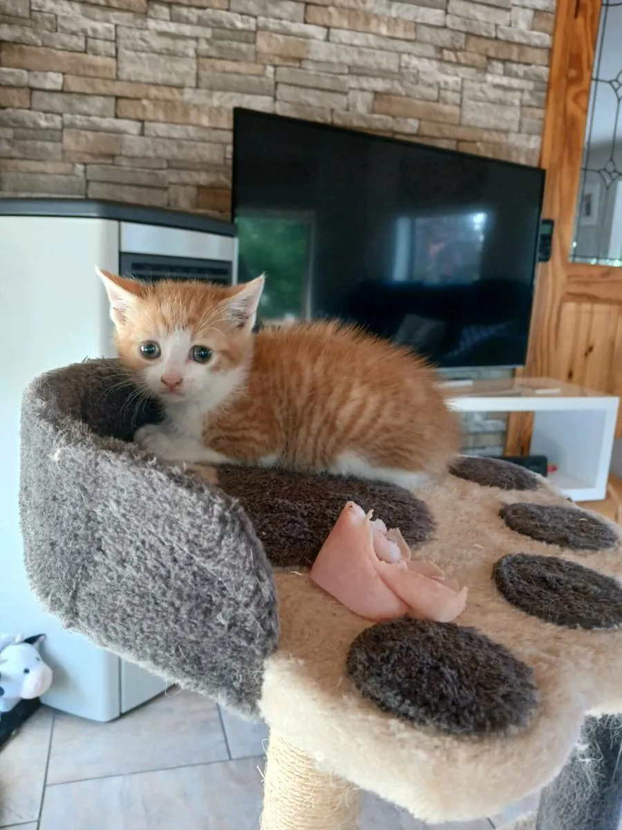 Kittens free good home - Image 3