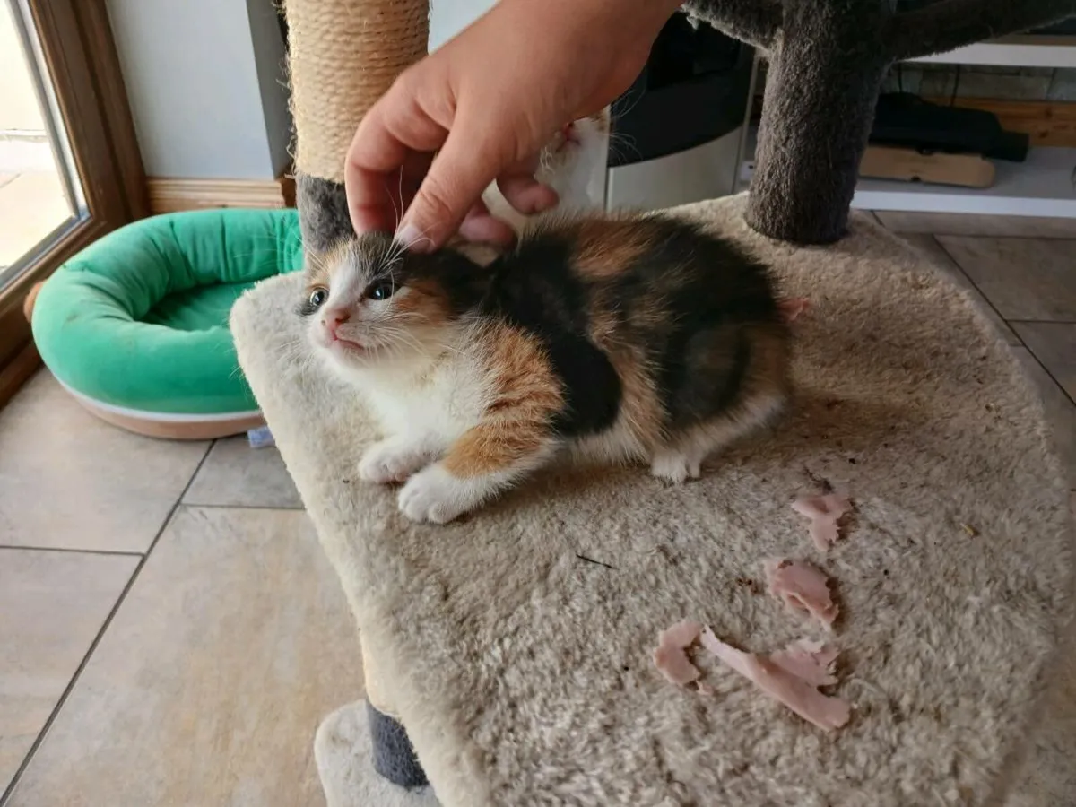 Kittens free good home - Image 4