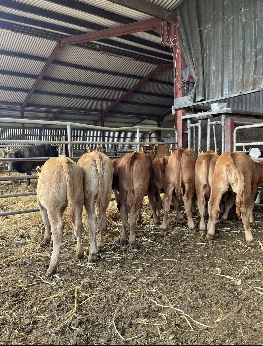 8 super continental heifers for sale - Image 2