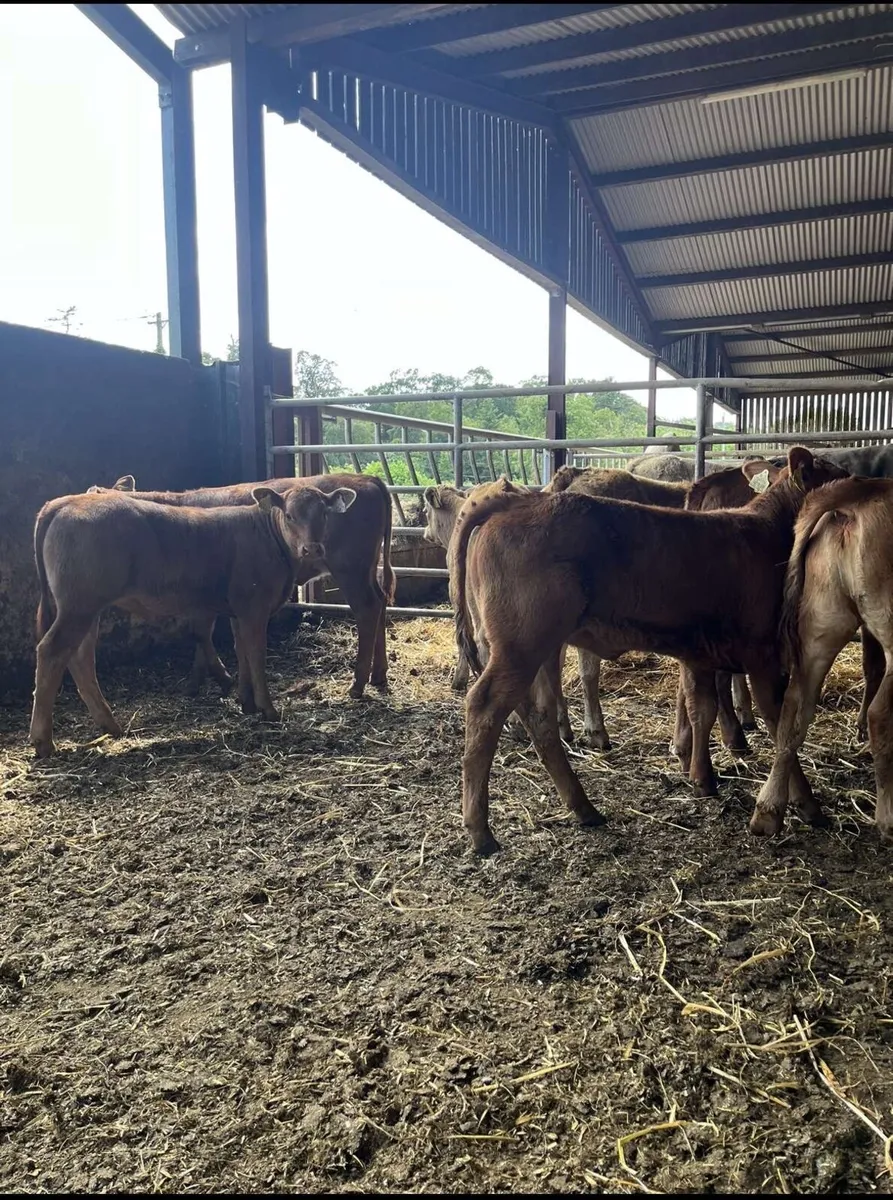 8 super continental heifers for sale - Image 1
