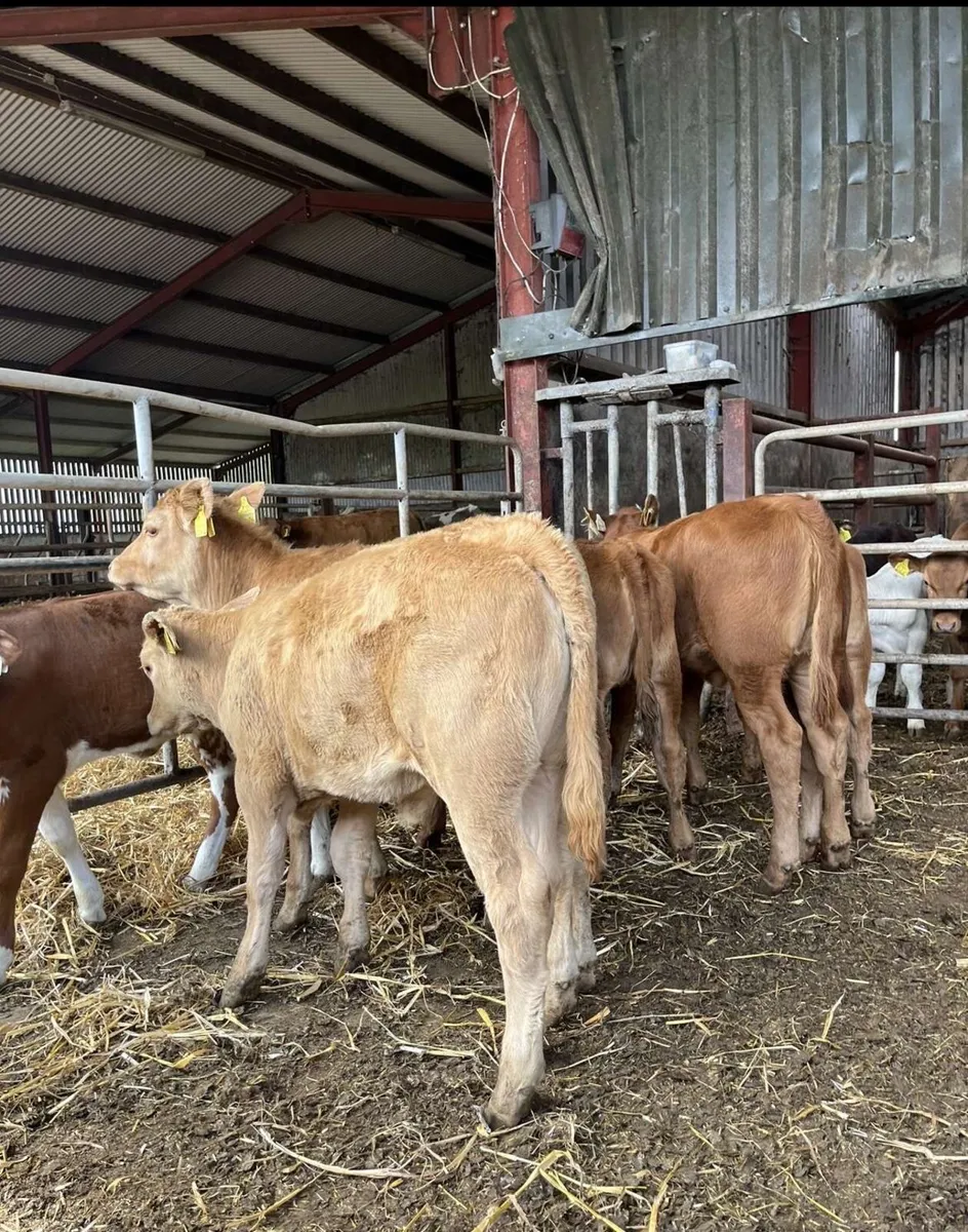 8 super continental heifers for sale - Image 3