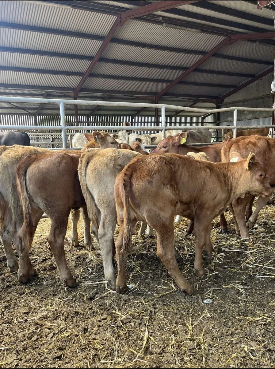 8 super continental heifers for sale - Image 4