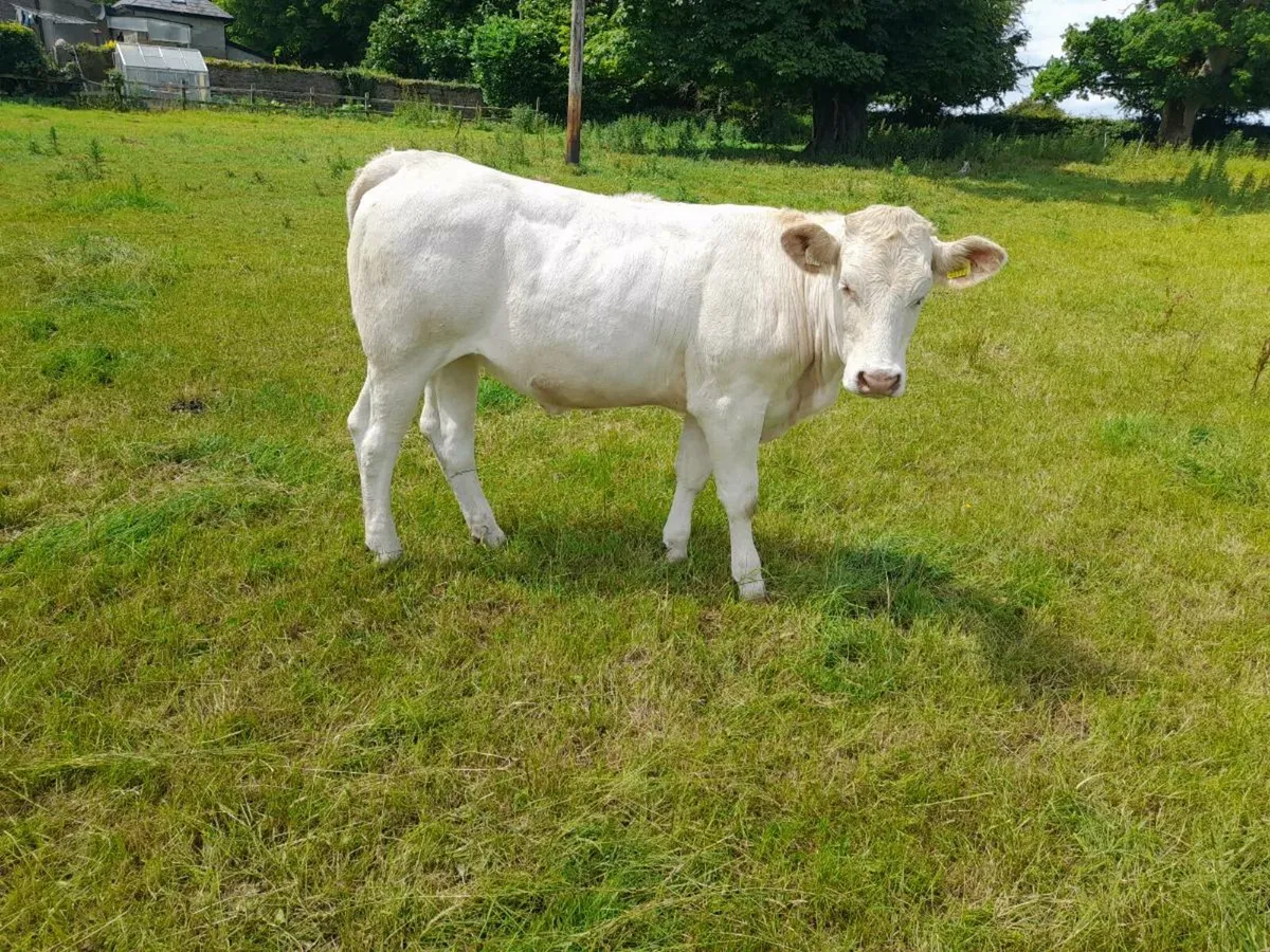 Charolais heifers - Image 1