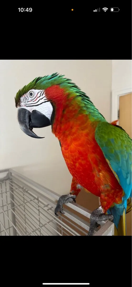 Harlequin macaws - Image 1