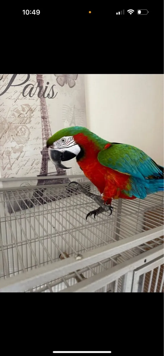 Harlequin macaws - Image 2