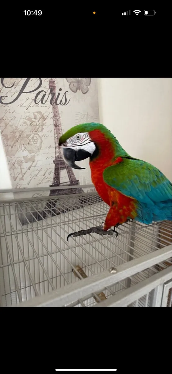 Harlequin macaws - Image 3