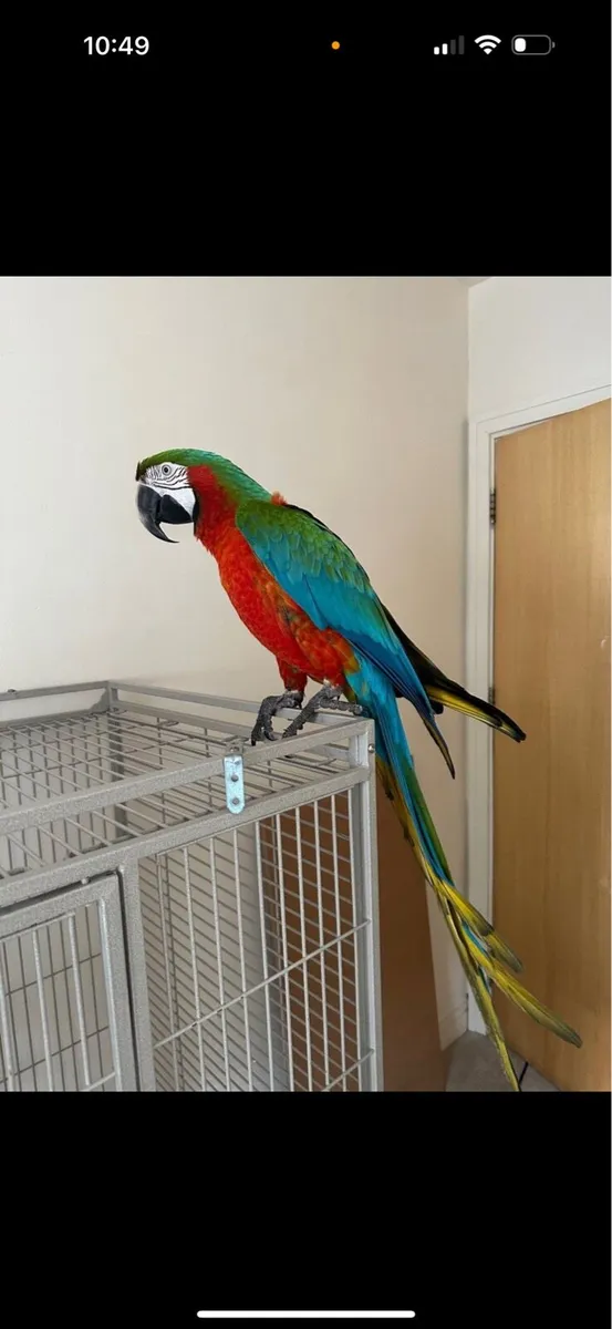 Harlequin macaws - Image 4