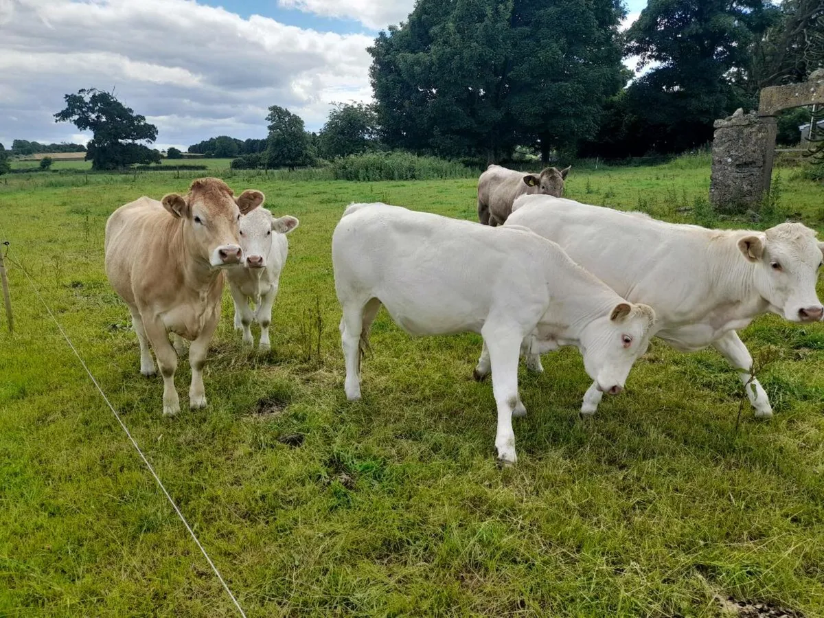 Charolais heifers - Image 2