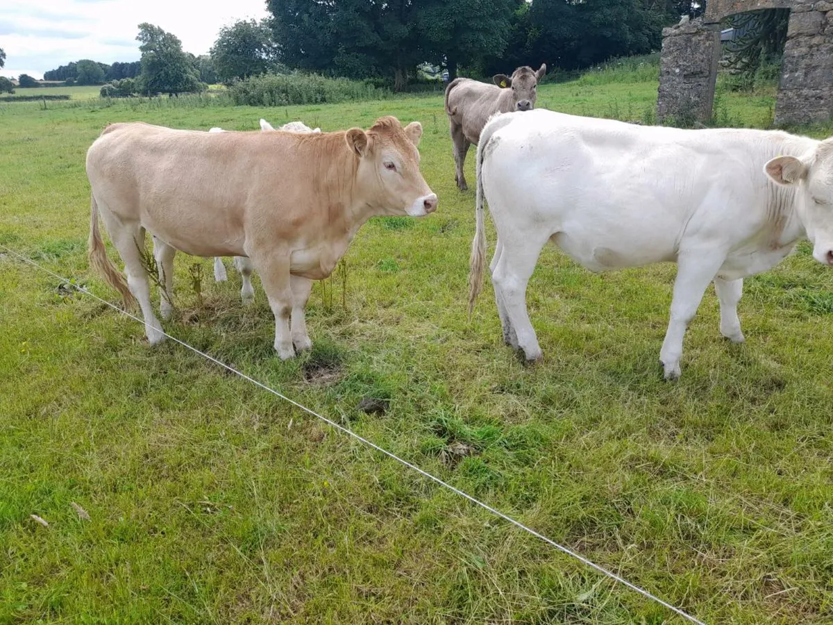 Charolais heifers - Image 3