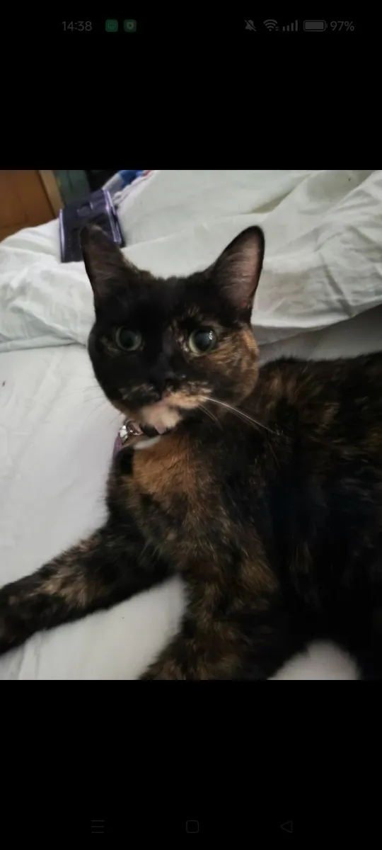 Cat free to good home - Image 1