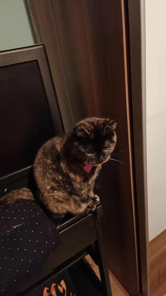 Cat free to good home - Image 2