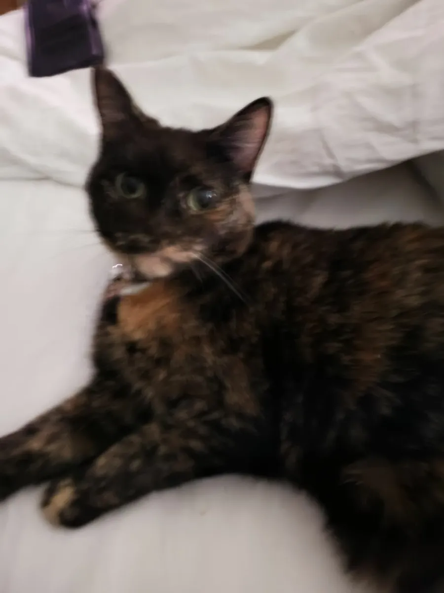 Cat free to good home - Image 3