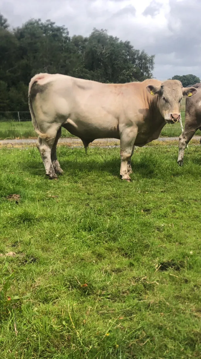 Charolais Bull - Image 2