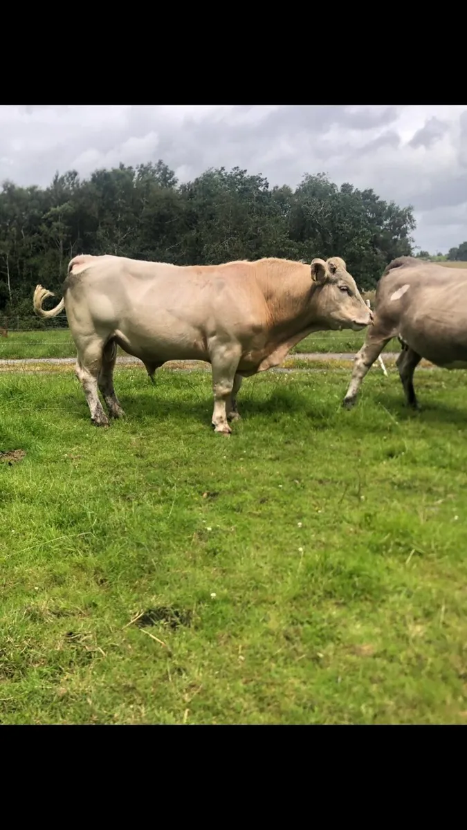 Charolais Bull - Image 1
