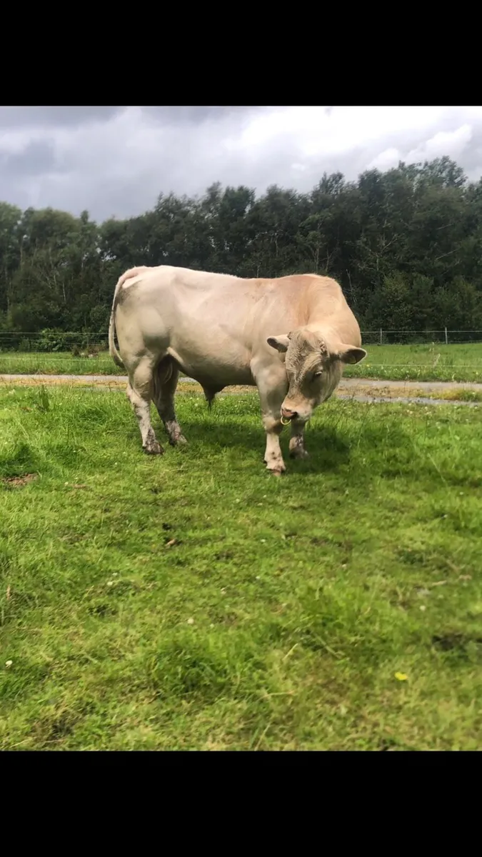 Charolais Bull - Image 3