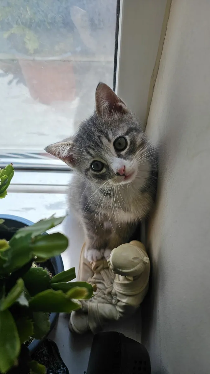 Kittens - Image 2