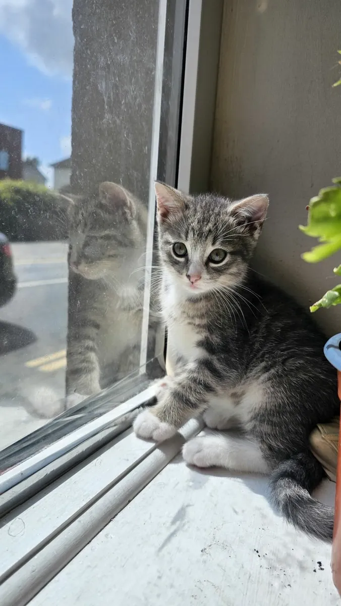 Kittens - Image 1