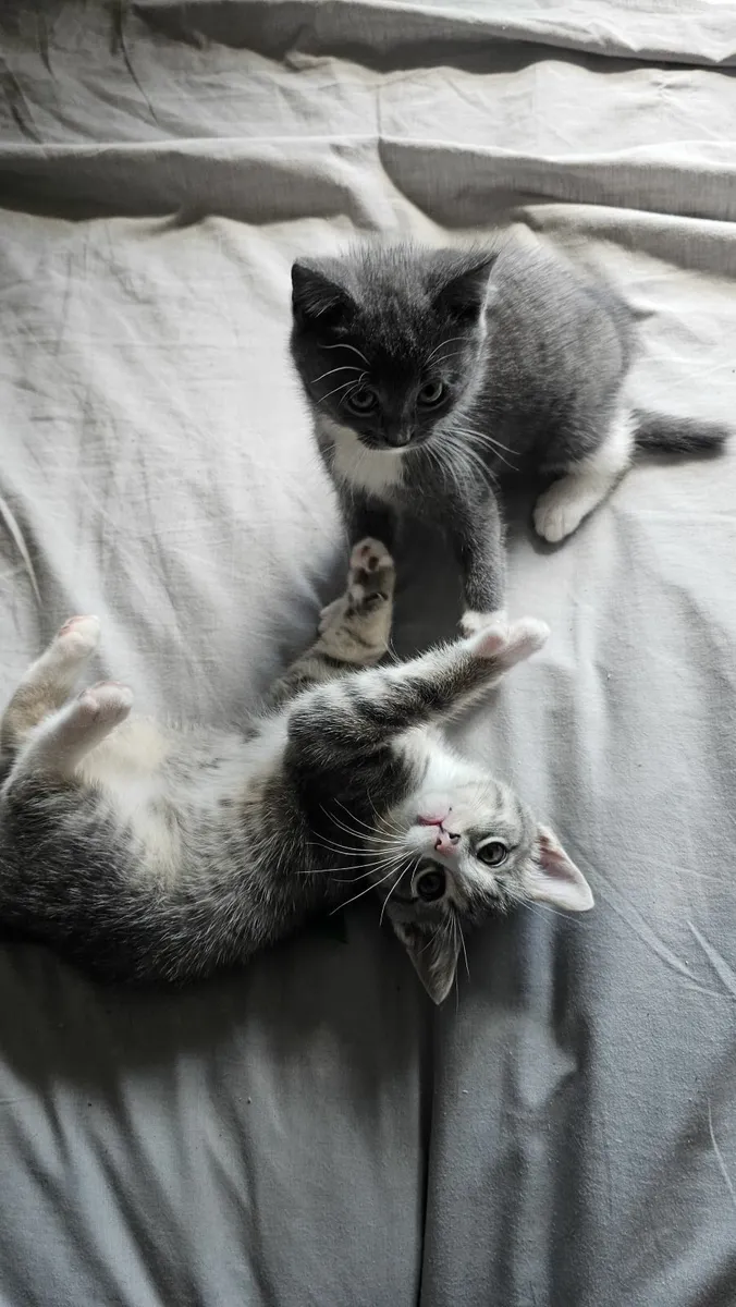 Kittens - Image 3