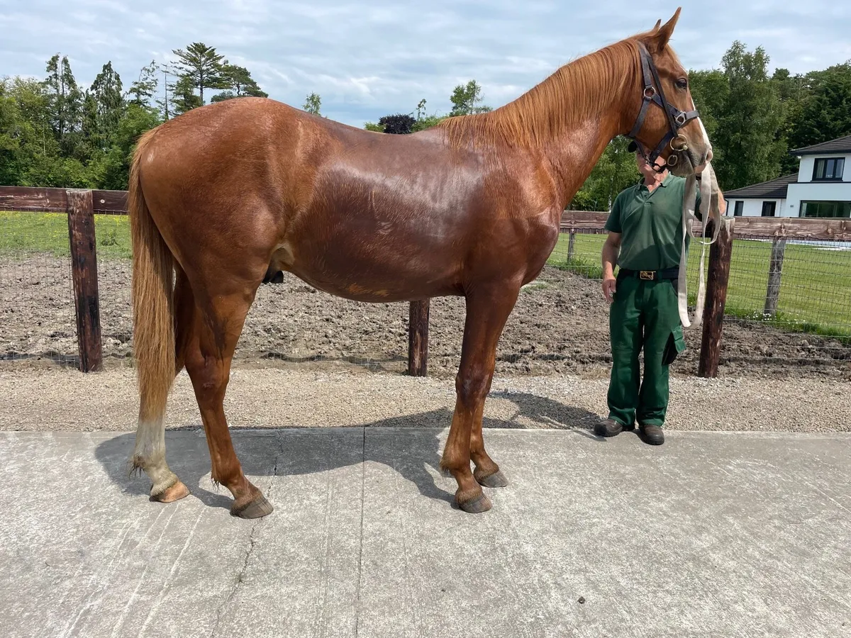 Irish Draught Yearling colt - Image 1