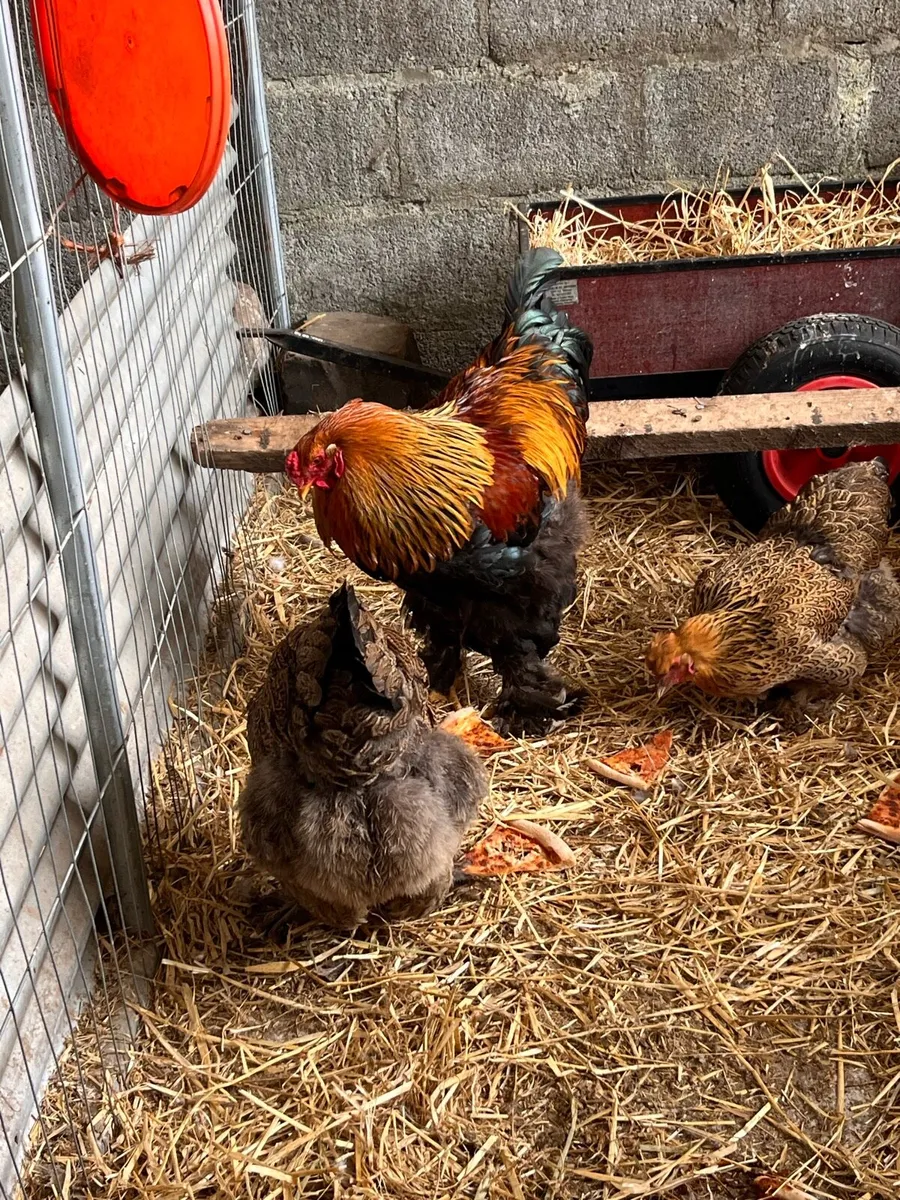 Hens and hatching eggs - Image 1